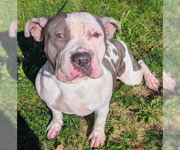 Medium Photo #1 American Pit Bull Terrier Puppy For Sale in Akron, OH, USA