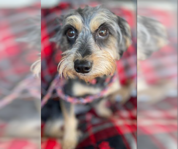 Medium Photo #2 Mutt Puppy For Sale in Cranston, RI, USA
