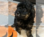 Puppy Toby YorkiePoo