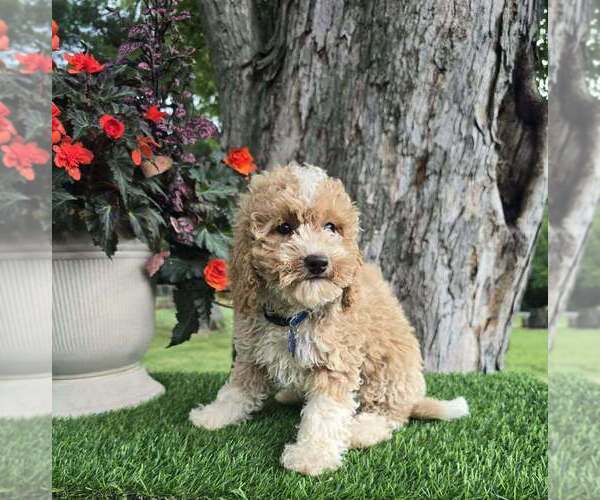 Medium Photo #1 Goldendoodle (Miniature) Puppy For Sale in INDIANAPOLIS, IN, USA