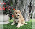 Image preview for Ad Listing. Nickname: Byron mini