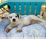 Small #4 Mutt