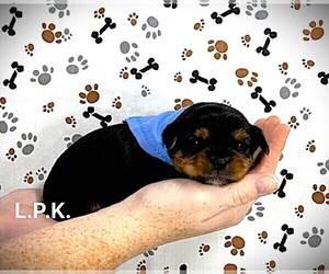 Yorkshire Terrier Puppy for sale in WINNSBORO, LA, USA