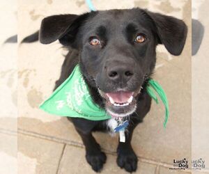 Tator - Female Labrador Retriever-Unknown Mix Dog for Adoption - Photo #7
