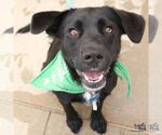 Small #6 Labrador Retriever Mix