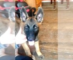 Small Photo #1 German Shepherd Dog-Mutt Mix Puppy For Sale in MAINEVILLE, OH, USA