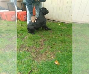 Cane Corso Puppy for sale in TACOMA, WA, USA