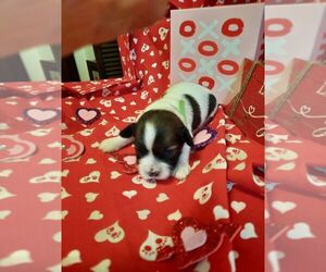 Havanese Puppy for sale in DREXEL, MO, USA