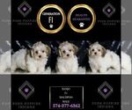Small Photo #28 Maltipoo Puppy For Sale in WARSAW, IN, USA
