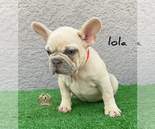 Medium Photo #10 French Bulldog Puppy For Sale in LEHIGH ACRES, FL, USA