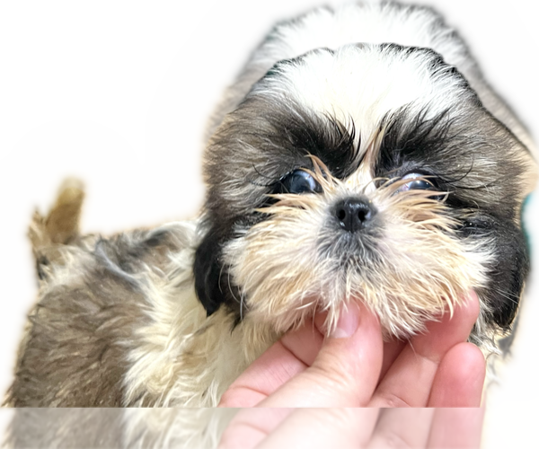 Medium Photo #1 Shih Tzu Puppy For Sale in HAYWARD, CA, USA