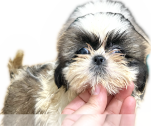 Medium Shih Tzu