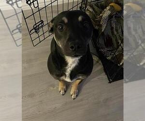 Mutt Dogs for adoption in San Antonio, TX, USA