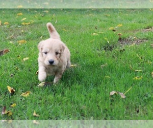 Goldendoodle Puppy for sale in BRIGHTON, MO, USA