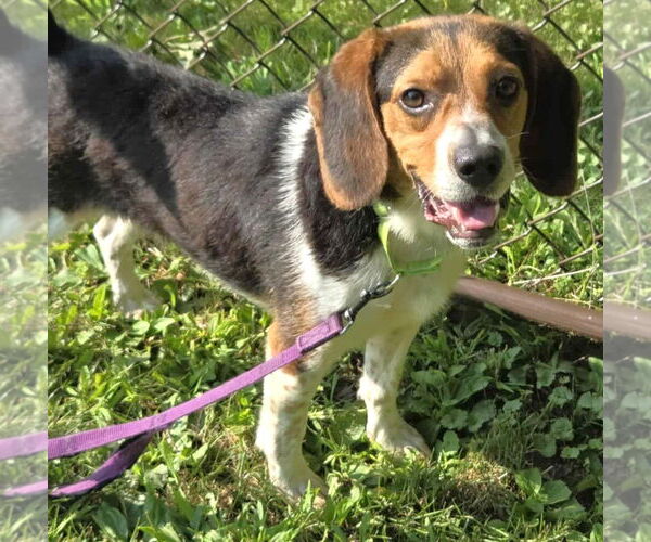 Medium Photo #3 Beagle Puppy For Sale in Dunnellon, FL, USA