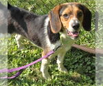 Small #2 Beagle