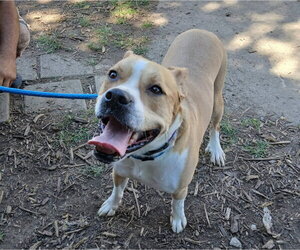 Carson - Male Mutt Dog for Adoption - Photo #2