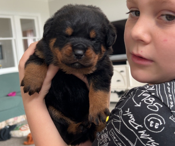 Medium Photo #1 Rottweiler Puppy For Sale in GOSHEN, IN, USA