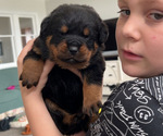 Small Rottweiler
