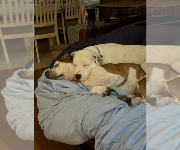 Medium Photo #4 American Staffordshire Terrier-Unknown Mix Puppy For Sale in Brewster, NY, USA