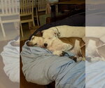 Small #3 American Staffordshire Terrier Mix