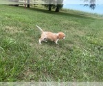 Small #2 Cavalier King Charles Spaniel