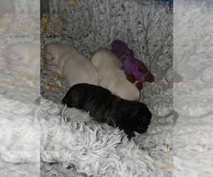 Pug Puppy for sale in BEAVERTON, MI, USA