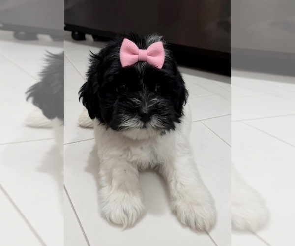 Medium Photo #1 ShihPoo Puppy For Sale in VIRGINIA BEACH, VA, USA