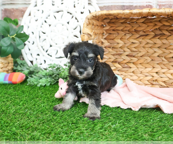 Medium Photo #3 Schnauzer (Miniature) Puppy For Sale in SYRACUSE, IN, USA
