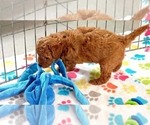Small #4 Cavapoo mix (+ Poodle Miniature)