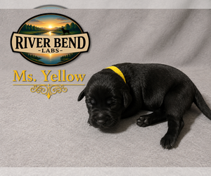 Medium Labrador Retriever