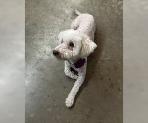 Maggie - Female Poodle (Miniature)-Unknown Mix Dog for Adoption - Photo #8