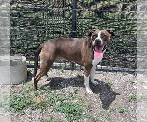 Mutt Dogs for adoption in Abbeville, LA, USA