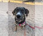 Small #1 Plott Hound Mix