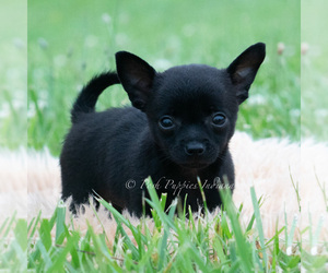 Medium Chihuahua