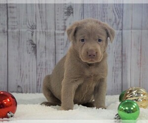 Labrador Retriever Puppy for sale in FREDERICKSBG, OH, USA