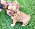 Small #7 French Bulldog