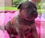 Small #14 German Shepherd Dog Mix