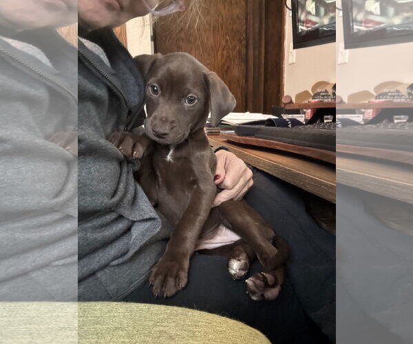 Medium Photo #1 American Staffordshire Terrier-Unknown Mix Puppy For Sale in Duluth, MN, USA