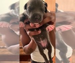 Small Photo #23 American Pit Bull Terrier Puppy For Sale in NEWARK, NJ, USA