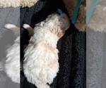 Small Photo #131 Goldendoodle (Miniature) Puppy For Sale in GASTONIA, NC, USA