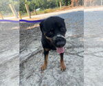 Small #2 Rottweiler Mix