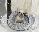 Small #7 French Bulldog