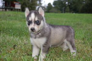 Siberian Husky Puppy for sale in CHILLICOTHE, OH, USA