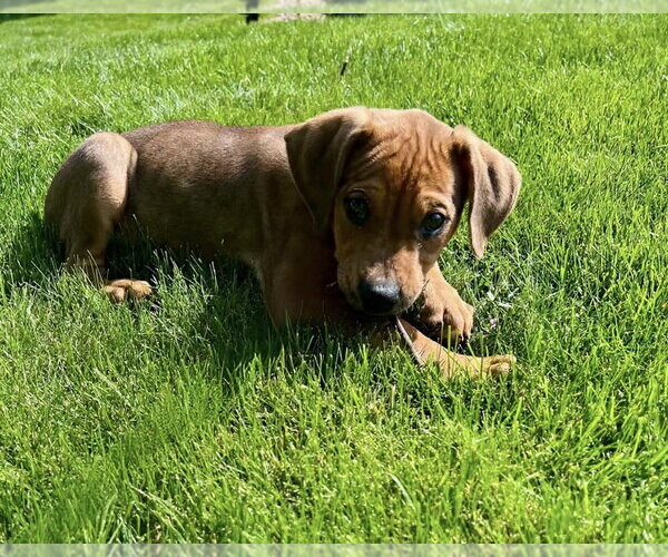 Medium Photo #3 American Bulldog-Doberman Pinscher Mix Puppy For Sale in Springdale, PA, USA