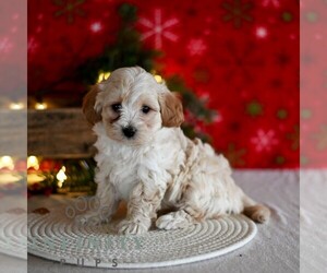 Maltipoo Puppy for sale in MILL HALL, PA, USA
