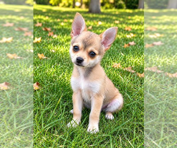 Medium Photo #7 Chiranian Puppy For Sale in FAIR HAVEN, MI, USA