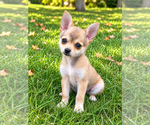 Nugget - Male Chiranian Puppy for Sale - Photo #7