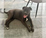 Small #2 American Staffordshire Terrier-Labrador Retriever Mix