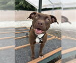 Small #1 American Staffordshire Terrier
